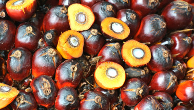 Rijpe palmolievruchtbundels aan oliepalm bomen op een plantage