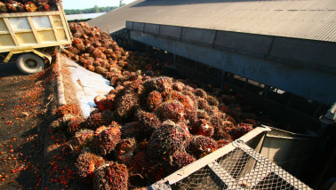 Palmolie-oogst op een plantage
