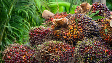 Oliepalmvruchten, klaar voor verwerking.