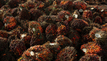 Palmolie-oogst op een plantage