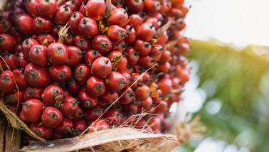 Oliepalmvruchten, klaar voor verwerking.