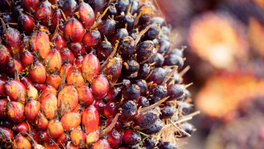 Oliepalmvruchten in een palmoliefabriek, klaar voor verwerking.