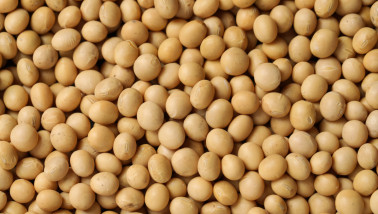 Sojabonen bestemd voor verwerking in de voedingsindustrie.