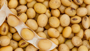 Sojabonen bestemd voor verwerking in de voedingsindustrie.