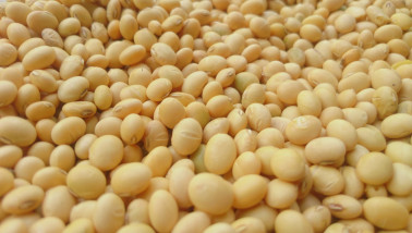 Sojabonen bestemd voor verwerking in de voedingsindustrie.