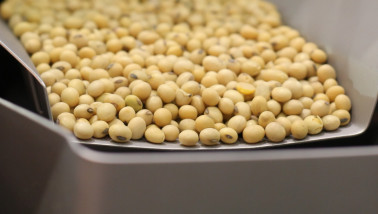 Sojabonen bestemd voor verwerking in de voedingsindustrie.