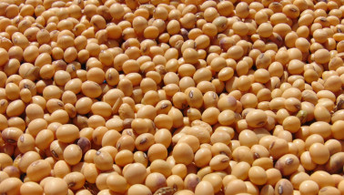 Sojabonen bestemd voor verwerking in de voedingsindustrie.