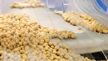 Sojabonen bestemd voor verwerking in de voedingsindustrie.