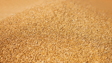 Tarwekorrels in close-up, geoogst graan.