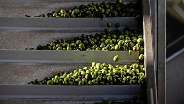 Productie van olijfolie