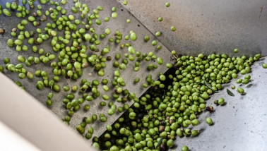 Productie van olijfolie