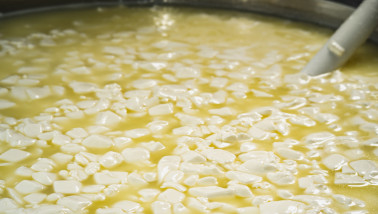 Kaasproductie in een zuivelfabriek