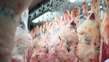 Runderkarkassen hangend in een slachterij tijdens het verwerkingsproces.