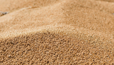 Tarwekorrels in close-up, geoogst graan.