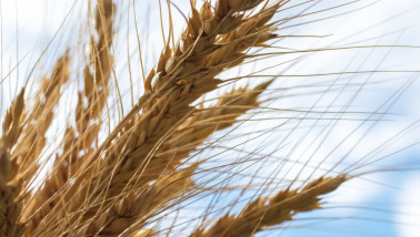 Close-up van een goudgele tarwe aar in het veld.