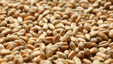 Tarwekorrels in close-up, geoogst graan.