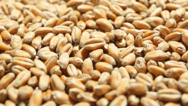 Tarwekorrels in close-up, geoogst graan.