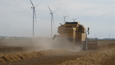 Tarweoogst op het akkerland met rijp graan.