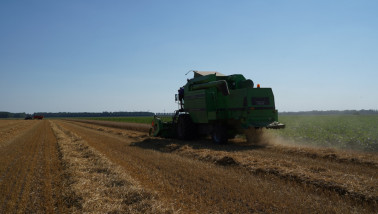 graanoogst combine tarweoogst