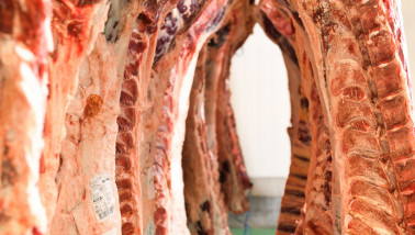 Runderkarkassen hangend in een slachterij tijdens het verwerkingsproces.