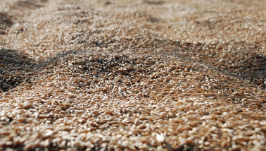 Tarwekorrels in close-up, geoogst graan.