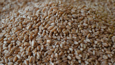 Tarwekorrels in close-up, geoogst graan.