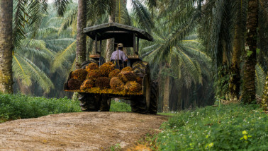 Transport van vers geoogste palmolievruchten naar de verwerkingsfabriek.