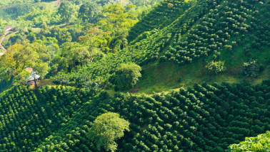 Het Amazonegebied met uitgestrekt regenwoud en rivieren.