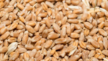 Tarwekorrels in close-up, geoogst graan.