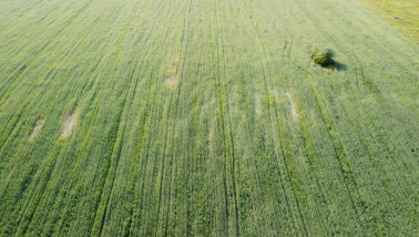 tarwe - agri