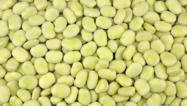 Close-up van veldbonen