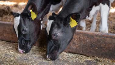 Kalveren staan aan het voerhek en eten