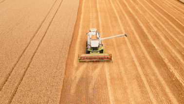 Oogst van tarwe op het akkerland met rijp graan.