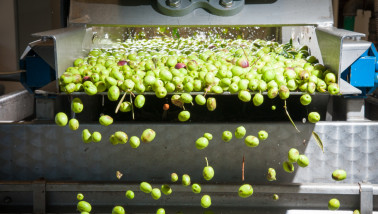 Productie van olijfolie