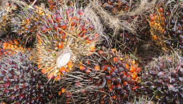 Palmolie-oogst op een plantage