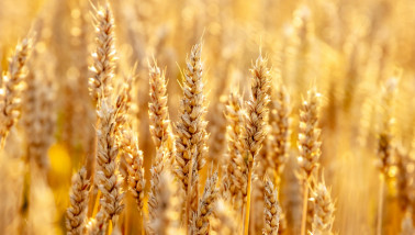 Rijpend tarwegewas op het land