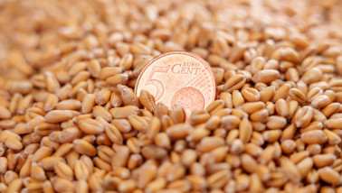 Europese munt van vijf cent tussen een hoop tarwekorrels.