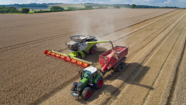 Tarweoogst op het land, waarbij het rijpe tarwe wordt geoogst.