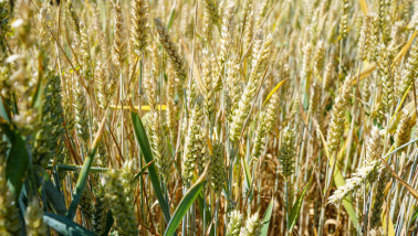 Tarweveld met rijpend graan op het platteland.