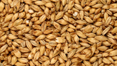 Close-up van gerstkorrels, geoogst graan.