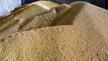 Hoop sojabonen opgestapeld voor opslag