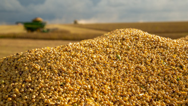 Sojaoogst op het land, waarbij sojabonen worden geoogst.