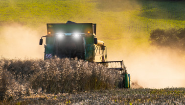 Oogst van koolzaad op het akkerland.