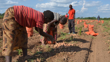 aardappelen aardappeloogst Afrika