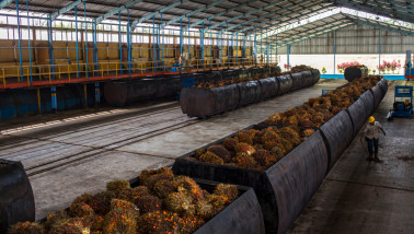 Wagons met oliepalmvruchten die worden aangevoerd voor verwerking.