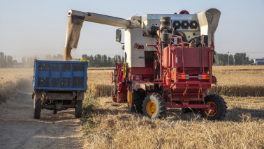 Tarweveld tijdens de oogst in Noord-China.