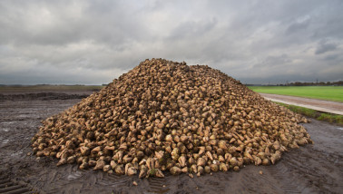 Hoop vers geoogste suikerbieten op een boerderij