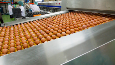 Verse, rauwe kippeneieren op een lopende band in een sorteer- of verpakkingsproces.