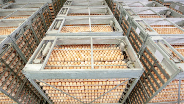 Grote hoeveelheden eieren opgestapeld in metalen kratten voor opslag of transport in de eierindustrie.