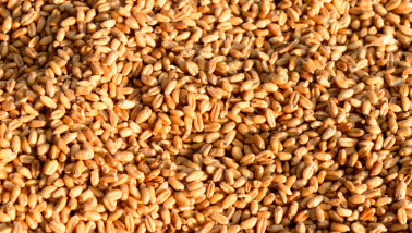 Tarwekorrels, akkerbouwproduct en voedingsingrediënt